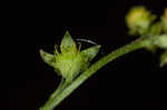 Beaked agrimony